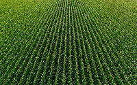 Farm rows of green
